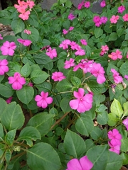 Impatiens walleriana