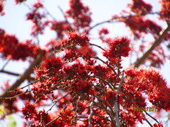 Barnebydendron riedelii