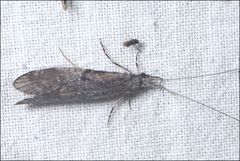 Triplectides similis