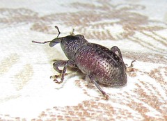 Heilipodus taciturnus