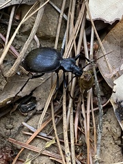 Scaphinotus oreophilus