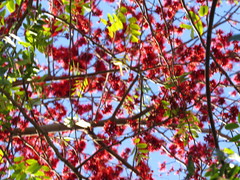 Barnebydendron riedelii