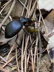 Scaphinotus oreophilus
