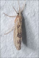 Kosrheithrus tillyardi