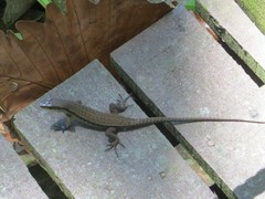 Eutropis rudis