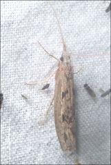 Kosrheithrus tillyardi