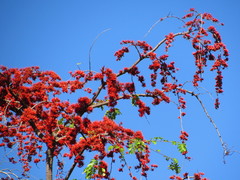 Barnebydendron riedelii