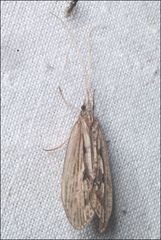 Kosrheithrus tillyardi