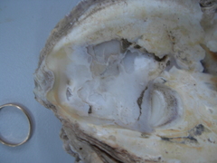 Magallana angulata