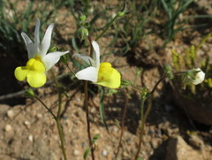 Nemesia anisocarpa