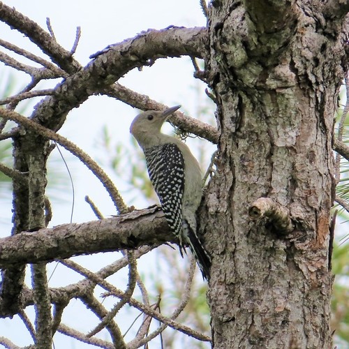Melanerpes carolinus image