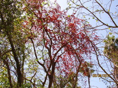 Barnebydendron riedelii