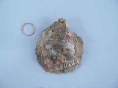 Magallana angulata