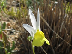 Nemesia anisocarpa