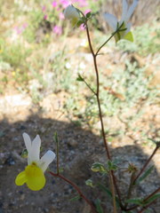 Nemesia anisocarpa