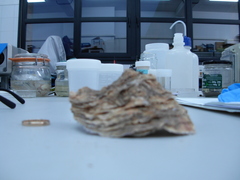 Magallana angulata