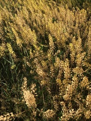 Thlaspi arvense