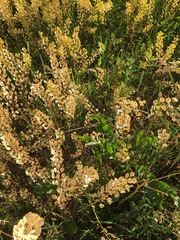 Thlaspi arvense