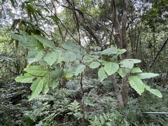 Glochidion zeylanicum