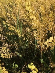 Thlaspi arvense