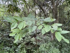 Glochidion zeylanicum