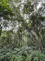 Glochidion zeylanicum