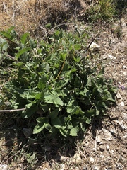 Verbena lasiostachys