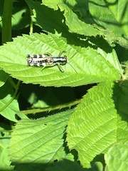 Melanoplus viridipes