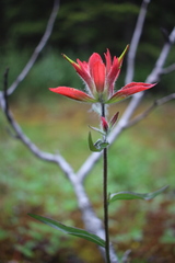 Castilleja purpurascens