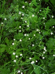 Cerastium sylvaticum