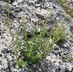 Scrophularia rupestris
