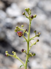 Scrophularia rupestris