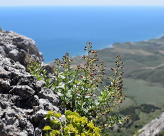 Scrophularia rupestris