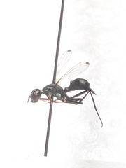 Myrmecothea myrmecoides
