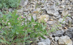 Scrophularia rupestris