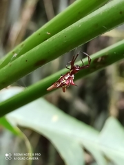 Micrathena guayas