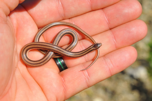 Photo of a Günther's Island Racer (Arrhyton taeniatum)