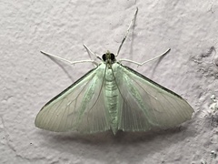 Palpita flegia