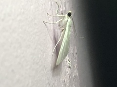 Palpita flegia