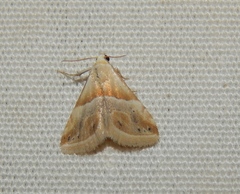 Eublemma cochylioides