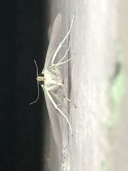 Palpita flegia
