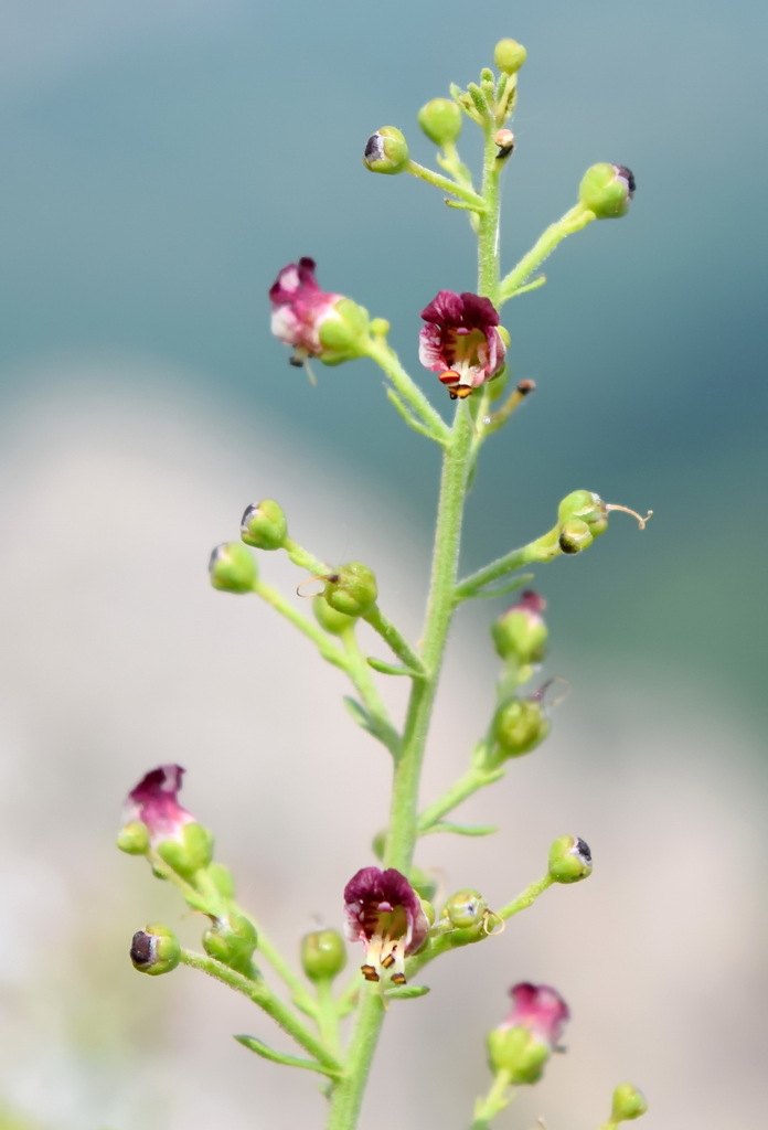 Scrophularia rupestris