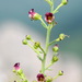 Scrophularia rupestris - Photo (c) Вадим, some rights reserved (CC BY-NC), uploaded by Вадим