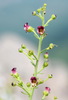 Scrophularia rupestris - Photo (c) Вадим, some rights reserved (CC BY-NC), uploaded by Вадим