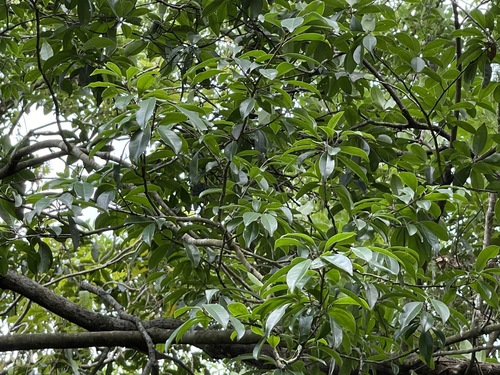 Image of Ilex rotunda by (c) lansan, some rights reserved (CC BY)