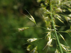 Trisetum flavescens