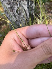 Carex trisperma