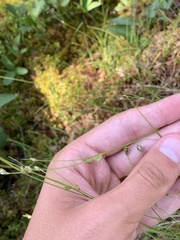 Carex trisperma