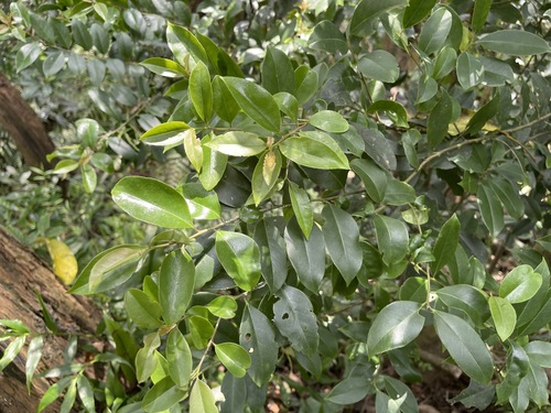 Image of Ilex rotunda by (c) lansan, some rights reserved (CC BY)