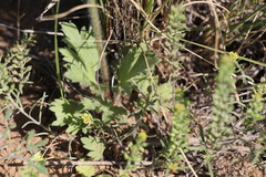 Ranunculus oxyspermus